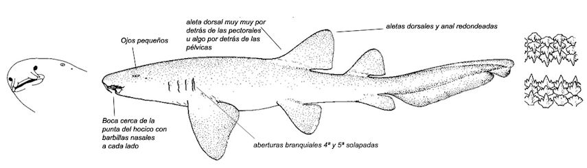 Ginglymostoma cirratum_01.jpg